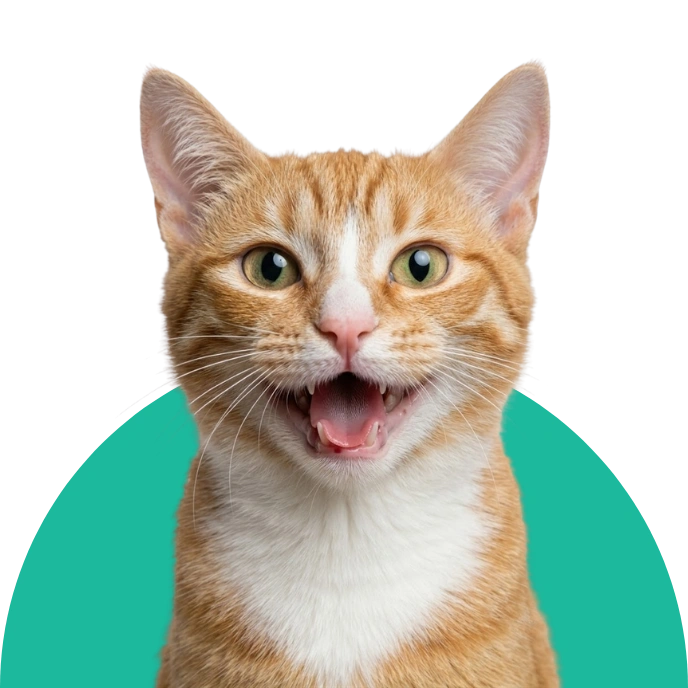 ToutMinou boutique accessoire chats et chiens
