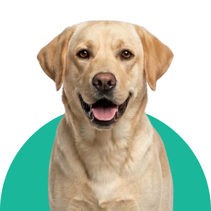 Accessoires bas prix pour chien